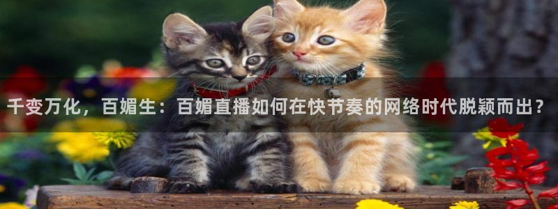 劲爆体育无插件直播：千变万化，百媚生：百媚直播如何在快节奏的网络时代脱颖而出？